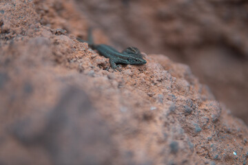 Wall lizards on the rock