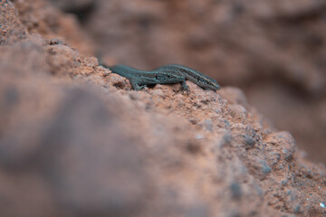 Wall lizards on the rock
