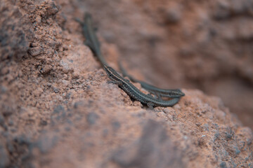 Wall lizards on the rock