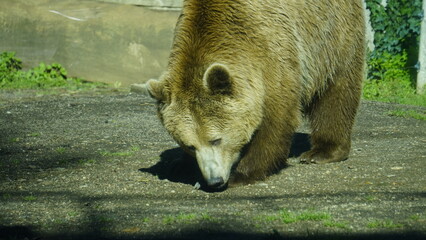 Brown bear (Ursus arctos) in the sun in a zoo enclosure. mammal belonging to the Ursidae family