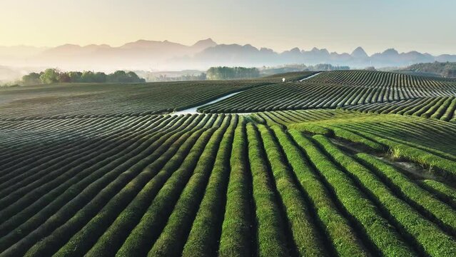 view of green tea plantation
