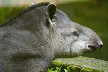 Fototapeta premium Portrait of a tapir (Tapirus bairdii) Tapiridae family. Amazonas, Brazil.