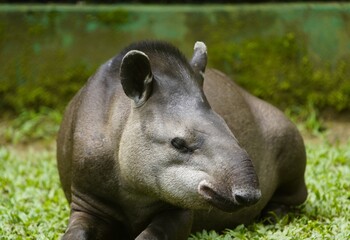 Portrait of a tapir (Tapirus bairdii) Tapiridae family. Amazonas, Brazil.

