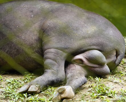 Tapir genitals (Tapirus bairdii) Tapiridae family. Amazonas, Brazil.

