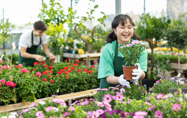 Woman employee of flower shop inspects price tags on pots with young Cape daisy plants and...