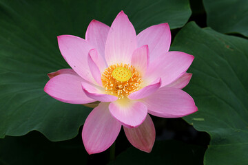 Pink Lotus and Leafs on a pond