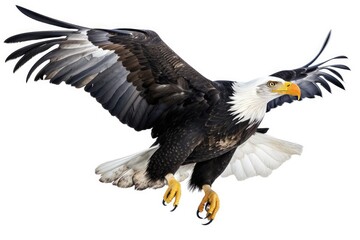 Obraz premium american bald eagle