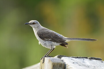 Northern Mockingbird portrait