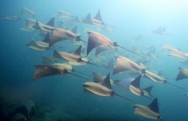Obraz premium Costa Rica Pacific Sea Life