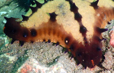 Costa Rica Pacific Sea Life