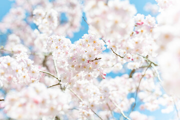 青空に映える桜