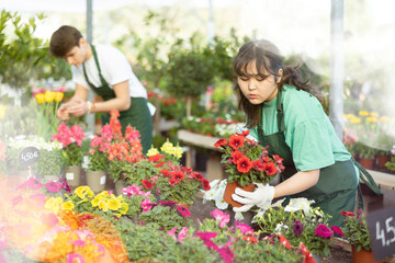 Focused young Asian female florist working in garden store, caring for blooming potted petunias...