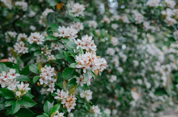 pink and white flowers
