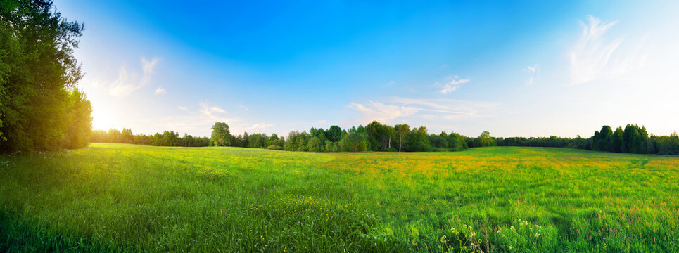 yellow flowers hill and blue sky at sunset time © Alexander Ozerov