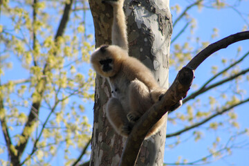 Obraz premium tailed lemur