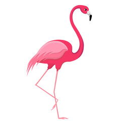 pink flamingo  isolated on white background vector  illustration