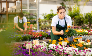 Female sales assistant in flower shop gets acquainted with assortment and carefully examines...