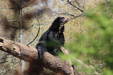 andean spotted bear
