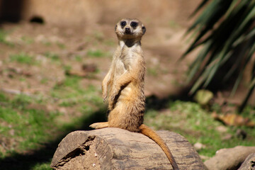 meerkat on guard