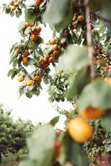 Apricot trees with ripe fruits in orchard, summer harvest time. Closeup shot. Summer harvest in garden - 587120710