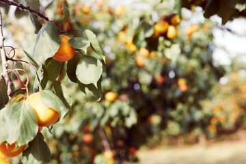 Apricot trees with ripe fruits in orchard, summer harvest time. Closeup shot. Summer harvest in garden - 587120727
