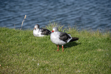 Southern Gulls at the edge of the Beagle Channel in Ushuaia, Tierra del Fuego, Patagonia, Argentina.