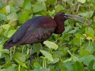 Glossy Ibis enjoying a grub lunch