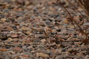 Snow Bunting on gravel trail