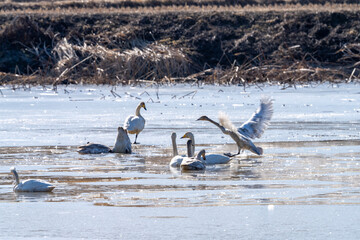 Obraz premium 백조