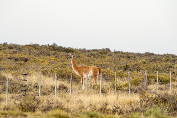 Naklejka na ściany i meble A guanaco standing in the field behind a fence.