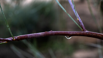 A little water drop on a tree branch in Arizona