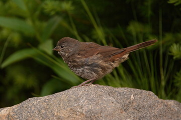 Juvenile Fox Sparrow