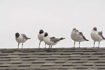 Laughing Gulls on a roof