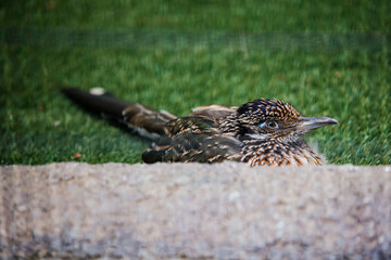 roadrunner at the zoo in Los Angeles CA