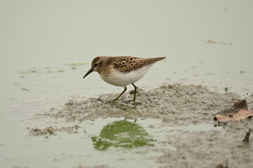 Least Sandpiper on muddy shore