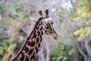 Obraz premium Giraffe modeling for the camera at the Los Angeles CA Zoo