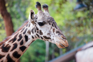 Giraffe modeling for the camera at the Los Angeles CA Zoo