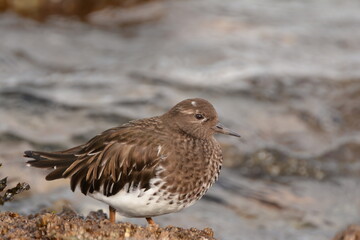 Black Turnstone on a rock