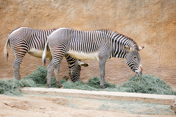 Fototapeta na wymiar Zebra eating at the Los Angeles CA zoo