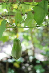 Fresh chayote in the garden