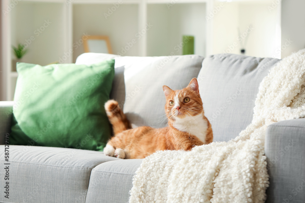 Sticker Funny cat lying on grey sofa at home