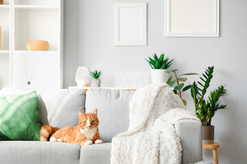 Funny cat lying on grey sofa at home