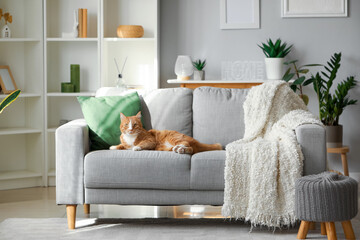 Funny cat lying on grey sofa at home