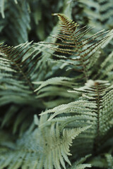 Minimalistic closeup shot of green fern, texture and abstract shapes. Minimalism in nature - 587127318