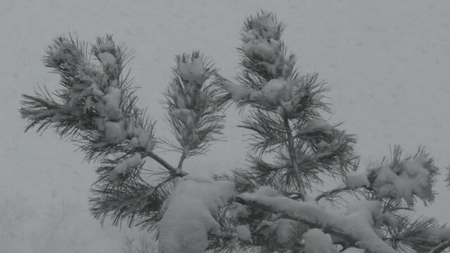 4K Slow Motion of Snow falling on a pine tree. Colorado Rocking Mountains