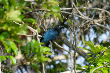 Cuculidae black blue cuckoos bird at the branch of tree at Sandoval Lake Puerto Maldonado Amazonas. 