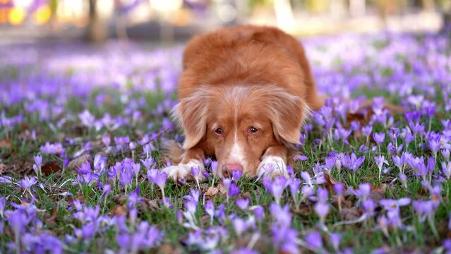 dog in crocus flowers. Pet in nature outdoors. Red Nova Scotia duck tolling retriever lies in the grass