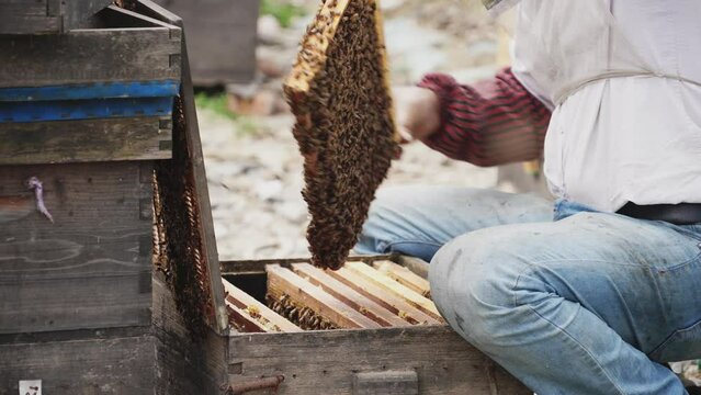 beekeeper makes honey