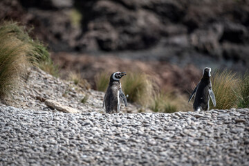 Two penguins walk along the beach towards the Camarones penguin colony, Chubut, Argentine Patagonia.