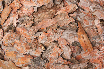 Many tree bark pieces as background, closeup
